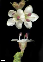 Veronica quadrifaria. Male flowers. Scale = 1 mm.
 Image: W.M. Malcolm © Te Papa CC-BY-NC 3.0 NZ
